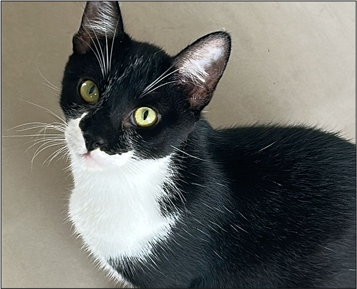 O gato Difusor.