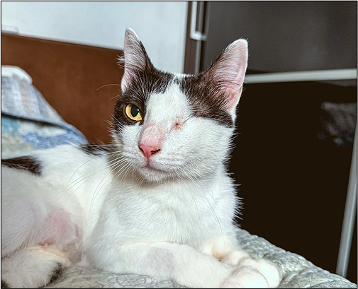 Um gato curioso a olhar para a câmara.
