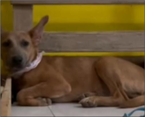 Cachorra Amora, feliz em seu novo lar.