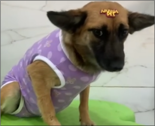 Cachorrinha Luna, dócil e feliz.
