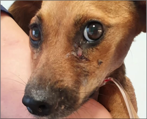 Cachorra Pitchuca, forte e recuperada.